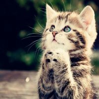 melatigg (@mujahid02476927) 's Twitter Profile Photo