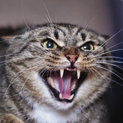 angry cat (profile picture)