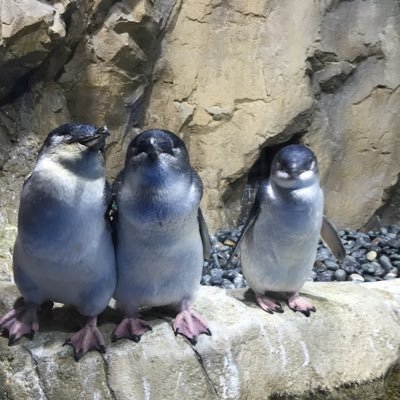 iederus's profile picture. 人生遠回り医療従事者。開業6年目。