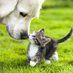 Agria Pet Insurance (@agriapetuk) Twitter profile photo Agria Pet Insurance (@agriapetuk) Twitter profile photo