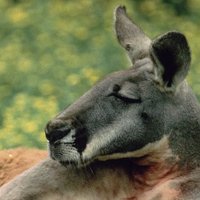 Dave (@excitedkangaroo) 's Twitter Profile Photo Dave (@excitedkangaroo) 's Twitter Profile Photo