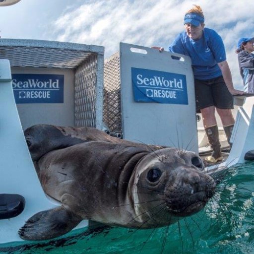 SeaWorld San Diego’s rescue, research, conservation and education – inspiring millions to protect animals and ocean health. An official SeaWorld account.