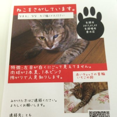 年始早々、帰ってこない飼い猫の「ナナ（メス2才）」を探しています。こんなにたくさんの方からRTいただけて感謝です。 チラシ配布にポスティング、一方的でごめんなさい…せめてこのチラシを受け取ったり気にとめてくれた人が素敵な日を過ごせますように、願いを込めて。