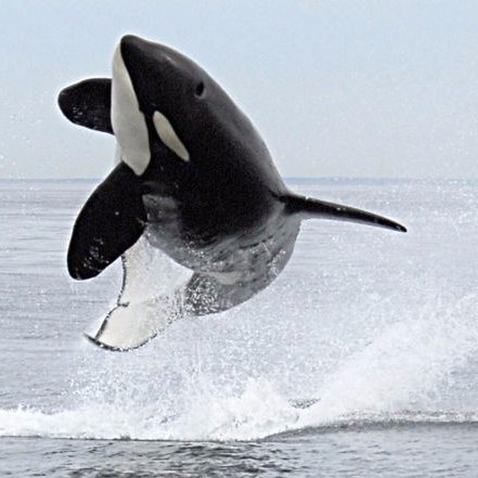 Italian Tour Operator for adventure & Family trips located in Vancouver British Columbia L'unica compagnia di Turismo x viaggi d'avventura Italiana a Vancouver,