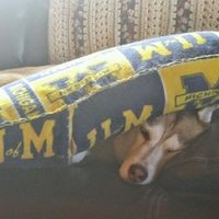 Marc Hall (@fbcoachhall64) 's Twitter Profile