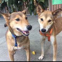 Kinna@2percentshiba (@wonguktsuen) Twitter profile photo
