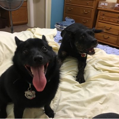 CarolPAnderson1's profile picture. Animal lover, dog & cat rescuer, taphophile, history nerd, voracious reader, news junky, a cappella singer, covid mask maker, indigenous peoples cause supporter