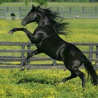 dheefalla (@911asool) 's Twitter Profile