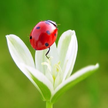 LadybugKae Profile Picture