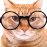 CatsPolitics's profile picture. Same user name on every other social platform that I can no longer mention because Elon.
