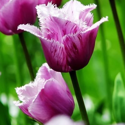 tmatti04's profile picture. A daughter, sister, educator, and most importantly, a follower of Jesus.