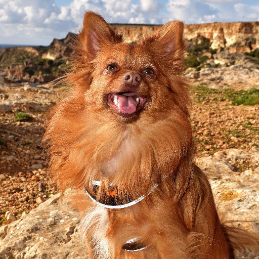 Hi I'm Mylo and I love to have fun.
You can visit me on my dog blog. https://t.co/94D8vNlWM3
I have a new adventure every week.