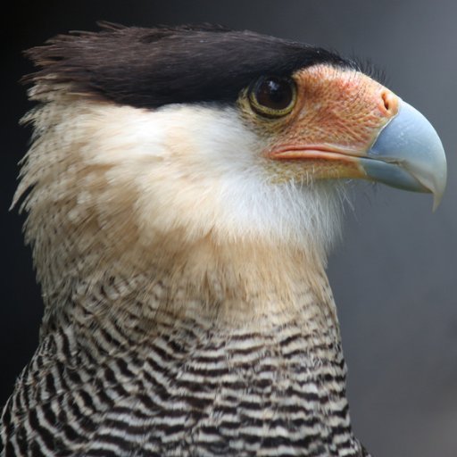 edmilson_silv's profile picture. palavra pra mim é tudo.