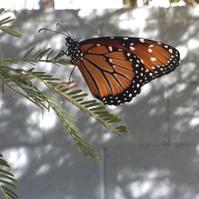 beccy_kirk's profile picture. @beccy@infosec.exchange