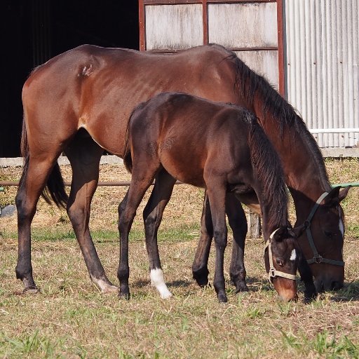 競走馬の生産・育成・調教および体験&観光乗馬、障がい者乗馬(ホースセラピー)に力を入れています。
日々の馬たちや、イベントの様子をツイートします(^-^)/