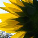 Patti Hendricks - @brin627 - Twitter