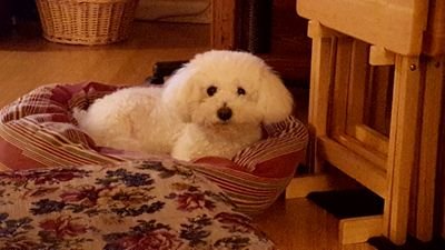Shellyschleich3's profile picture. 