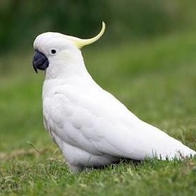 ARUNFERNANDEZ2's profile picture. a