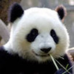 zoc13's profile picture. software engineer