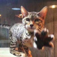 Jerry Giant (@tty0x24) 's Twitter Profile