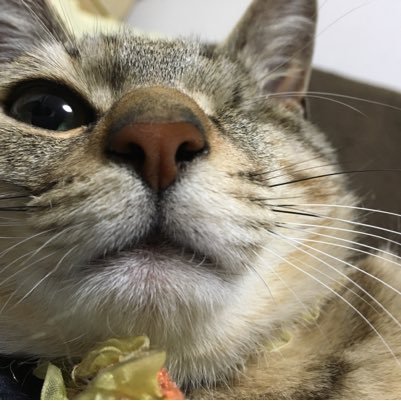 スノボ大好き スノボ仲間が欲しいです! フォローよろしくお願いします! 無言フォローすいません!群馬か新潟によく行きます(^^)たまに長野! そして猫大好き🐈 スノボ以外も呟きます。 たまに!