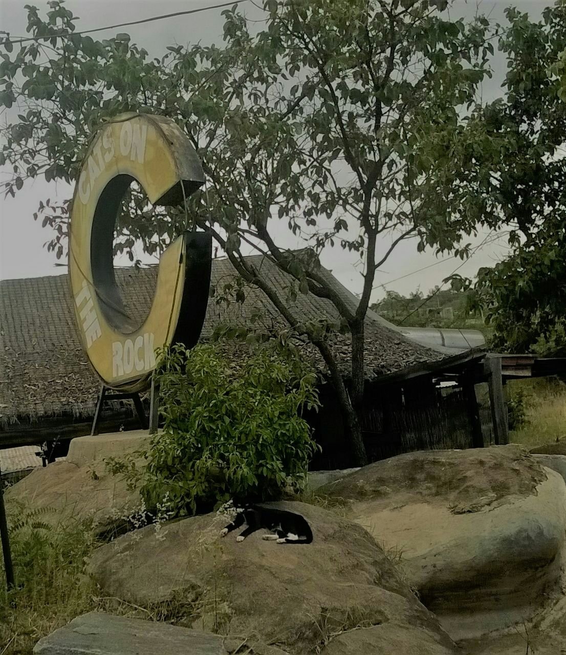 Cats_onTheRocks's profile picture. Fun, Food & Drinks