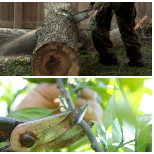 TopNotchTre3Srv's profile picture. Top Notch Tree Service is your dedicated tree service provider in Holiday, FL, 34690.