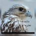 نواف الاسلمي (@nof20149) Twitter profile photo نواف الاسلمي (@nof20149) Twitter profile photo