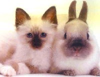 SaveTehFurries's profile picture. kitties and bunnies are important. if your a lover of the fluffies or your using a name/pic with bunny or kitty in it we want to share the love :)