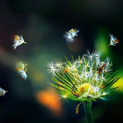 Mukhtyar007's profile picture. Mukhtyar Ahmad / Date of Birth 1985 ,Kabul Afghanistan .