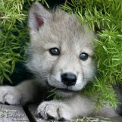 Playing CS:GO, I like wolves.