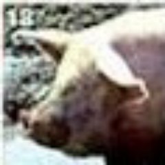 Lottery of animal game, play the bet with bitcoin on deep web