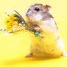 shiroikomono's profile picture.