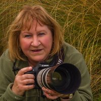 Glenda Rees(@NZPhotofanatic) 's Twitter Profile Photo