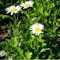 submain_tea's profile picture. 