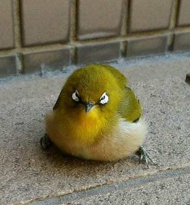 長女(9歳) 次女(7歳) シングル 育児アカ 無言ﾌｫﾛｰすみません🙇‍♀️