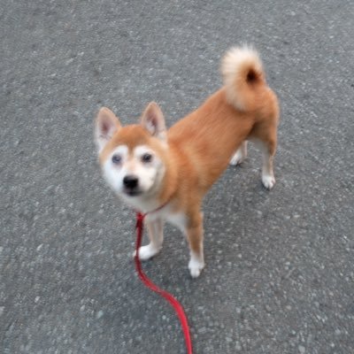 kasiko15's profile picture. 昭和２８年生まれです。