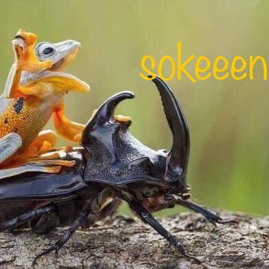 ☆城ドラ→sokeeen🍀 気軽にからんでね! フォロバしまーす! 無言フォローすいません #城ドラ #クラロワ