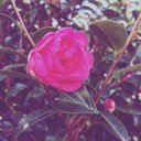シホ (@0121Mnr) Twitter