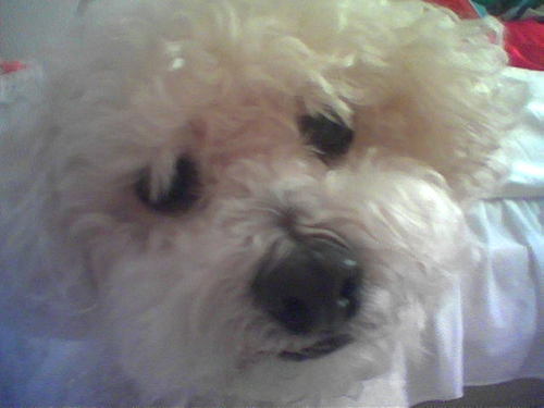 tomjacobsen's profile picture. 