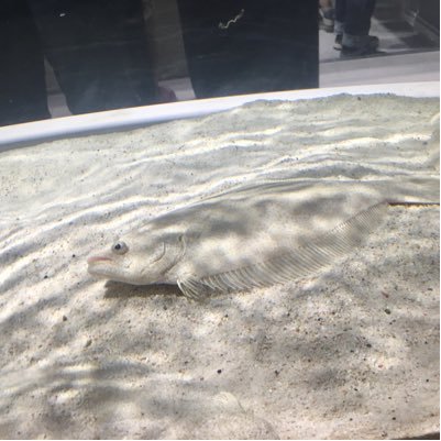 himawaritanpop1's profile picture. 韓流にはまってるなう。韓国語勉強中。今年の目標はもっと嘘つきになる。まずい麺は食べません。ただ今、新米介護士。ポイ活、税活、ときどき終活。ほんのたまに断捨離。アスペルガーがうざい。