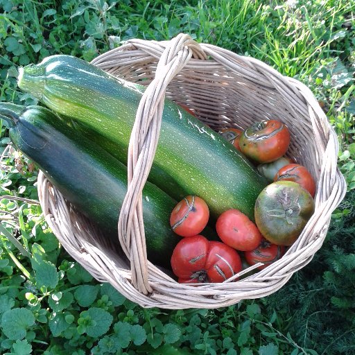 Alquiler de huertos de ocio ecológicos (25, 50 y 100 m2). Incluye estiércol, herramientas, asesoramiento, zona de descanso y aseo.