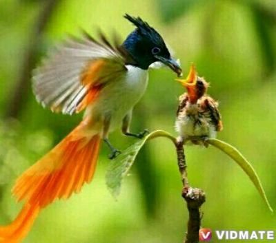 ASMBOM's profile picture. Male