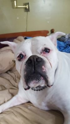 sequoia614's profile picture. I pledge my allegiance to God, family, and the United States of America and to the Republic for which it stands, one nation under God.