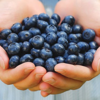 Byne Blueberry Farms is a grower of  organic blueberries.  We also have a  special blueberry product line using our delicious blueberries.