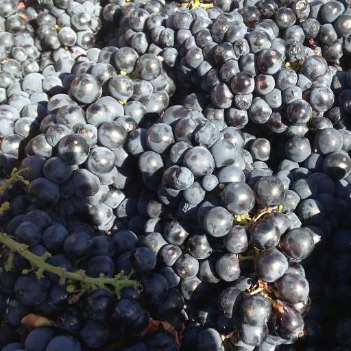 Thacher Winery is a small, family owned and operated winery producing Rhone varietals and Zinfandel in the west hills of Paso Robles, CA.