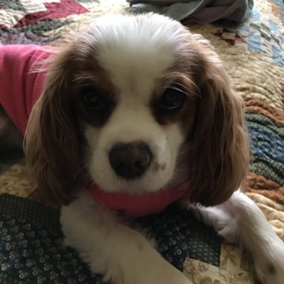 chickue48's profile picture. Nurse-midwife for 40 years. Democrat since birth. Progressive for humanity. Boston Bruins. #BidenHarris2020, BLM,#Resist, #VoteBlue, #Goodtrouble, #Reidout