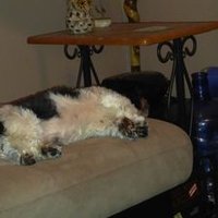 (631) 258-4203 (@superbobbymurra) 's Twitter Profile