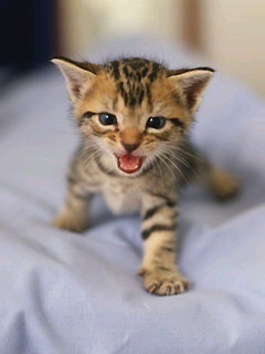 mapleleaf04's profile picture. ☆好きなアーティスト☆ 秦基博／かりゆし58／ケツメイシ／Def Tech／THE BLUE HEARTS／など多数♪ そして神! X JAPAN ‼‼
☆好きな漫画☆ ONE PIECE／ツルモク独身寮／BANANA FISH など多数♪
☆好きなテレビ☆ 24／LOST／FRINGE などアメリカのドラマ♪