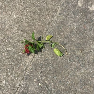 bluehere753's profile picture. 